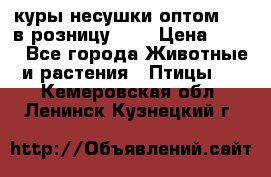 куры несушки.оптом 160 в розницу 200 › Цена ­ 200 - Все города Животные и растения » Птицы   . Кемеровская обл.,Ленинск-Кузнецкий г.